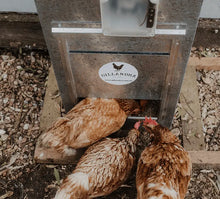 Load image into Gallery viewer, Automatic Chicken Feeder (ACF)
